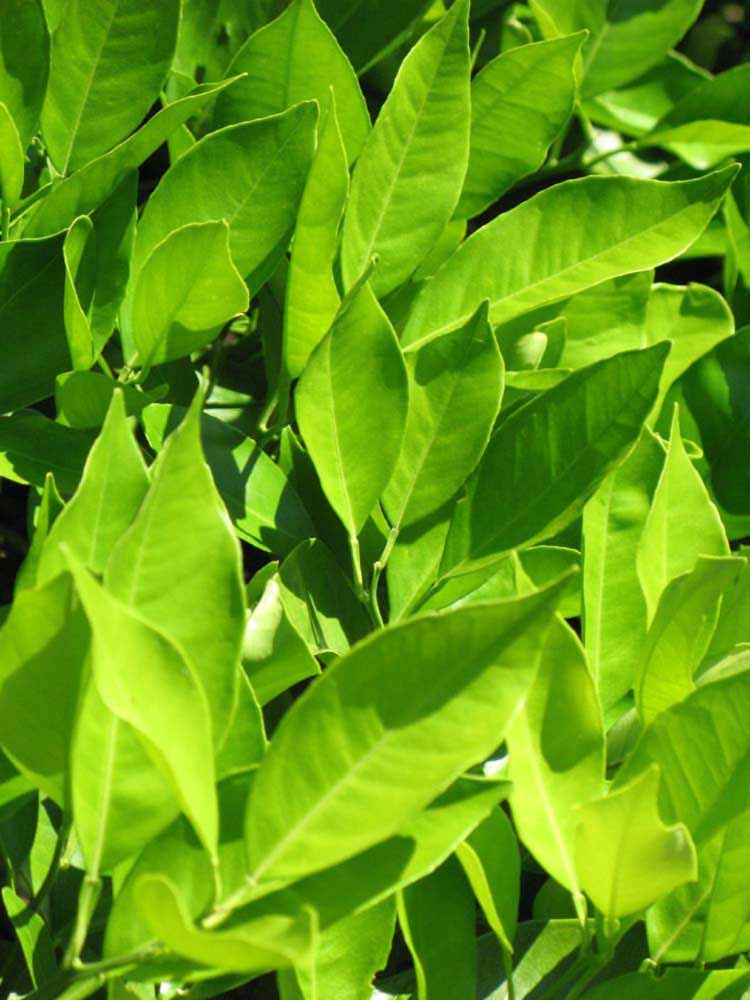              Sun leaves (Winter Haven, FL)       